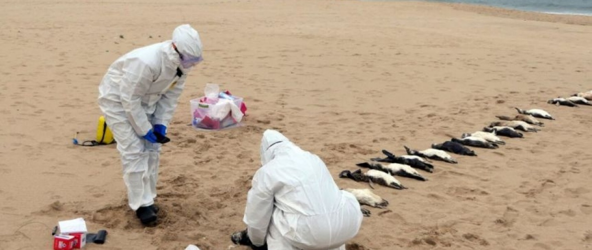 Hallan en las playas de Mar del Plata a 40 pingüinos muertos 
