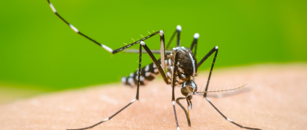 Dengue: Provincia realizará dos jornadas de lucha contra los mosquitos