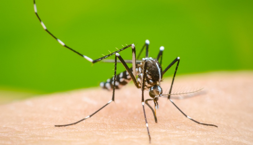 Suman 41 los municipios con brotes de dengue en la provincia