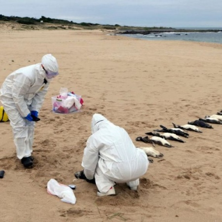 Hallan en las playas de Mar del Plata a 40 pingüinos muertos 