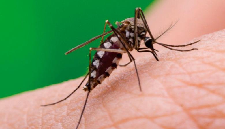 Dengue: los casos crecieron 66% y ya hay 25 municipios en brote