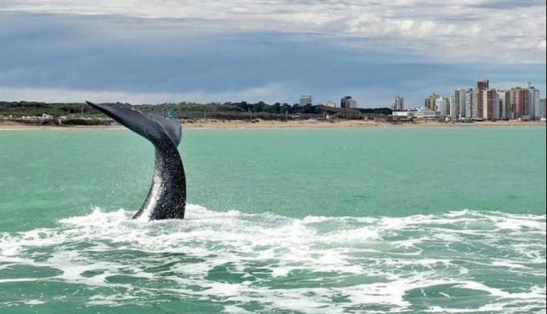 Necochea sorprende con récord de ballenas y activa el turismo de invierno