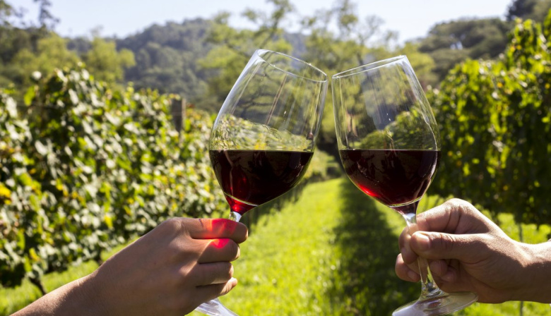 Vino, turismo y naturaleza: el auge del enoturismo en la provincia de Buenos Aires