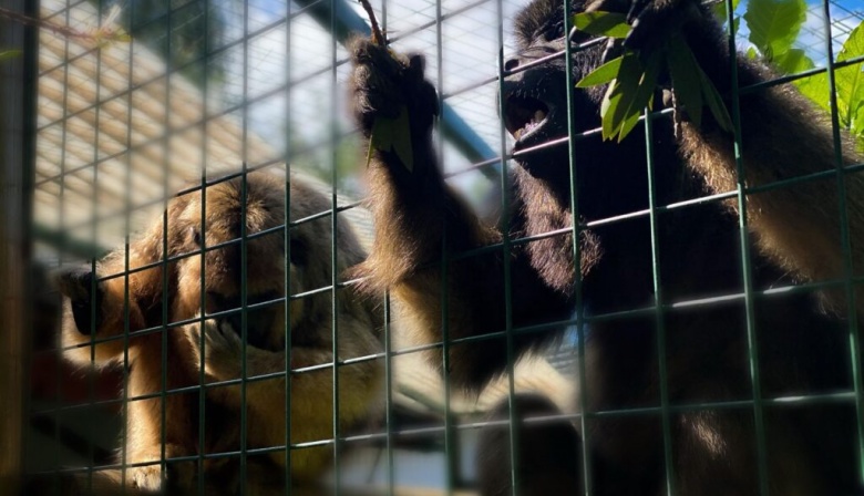 Rescataron ejemplares de monos aulladores que estaban en cautiverio