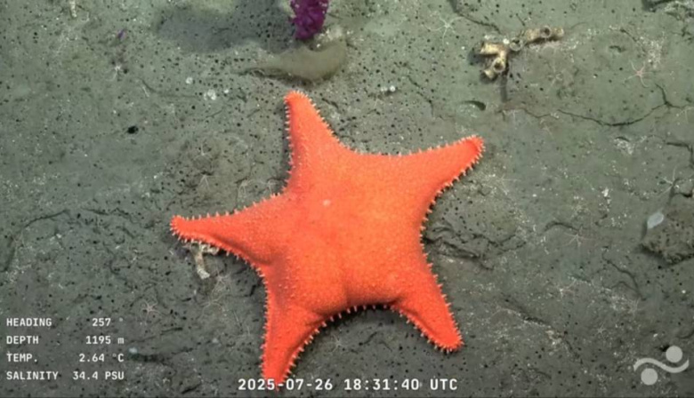 Streaming desde el fondo del mar: científicos argentinos muestran el Atlántico a 4.000 metros de profundidad
