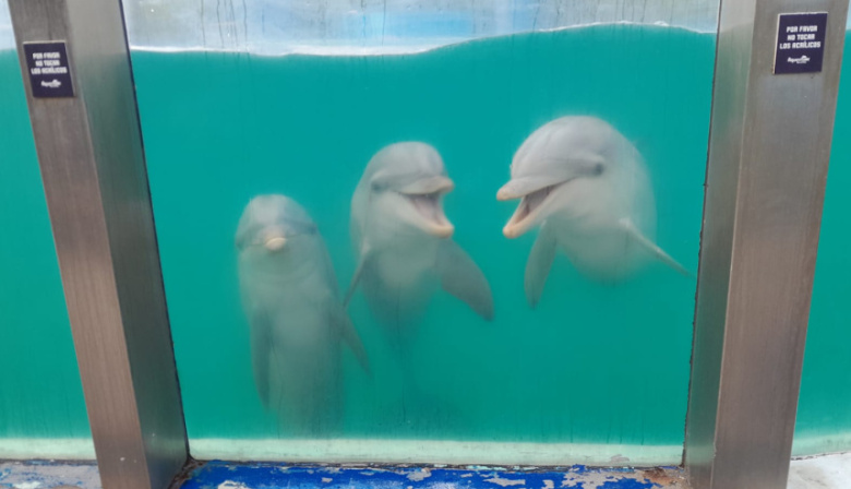 Cierre definitivo del Aquarium Mar del Plata: trasladan lobos marinos a República Dominicana