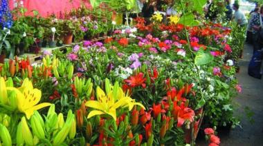 Tulipanes bonaerenses: se viene la Fiesta de la Flor en Florencio Varela
