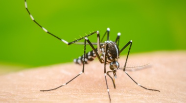 Se cuadriplicaron los casos de dengue en Provincia