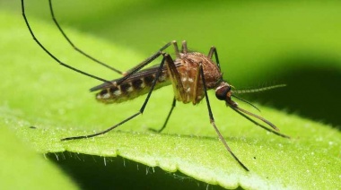 Pergamino: confirman un brote de chikungunya en el distrito