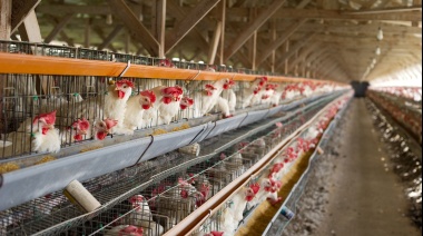 Nuevos casos positivos de gripe aviar en granjas comerciales