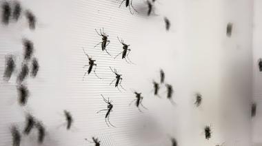 Luego del temporal, ¿vuelve al AMBA el “mosquito de la inundación”?