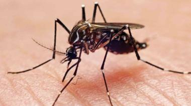 En Provincia ya se registraron casi 6.000 casos de dengue