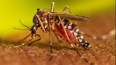 Dengue: cuántos casos hay en la Provincia