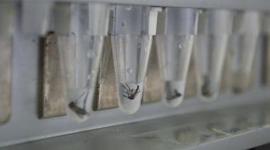 Dengue: identifican por primera vez en AMBA poblaciones de mosquitos resistentes a los insecticidas