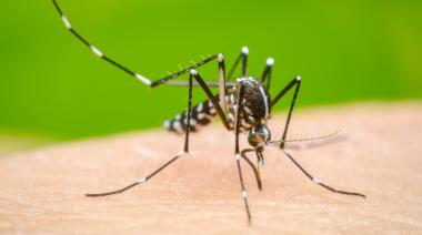Crecen los casos de dengue en la Provincia