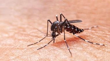 Dengue: Provincia realiza jornadas de descacharrado intensivo en los municipios