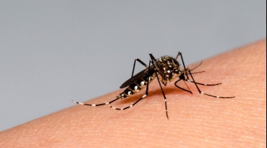 Dengue: confirman el primer caso autóctono en Mar del Plata