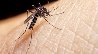 Dengue: nuevas jornadas de descacharrado intensivo en municipios