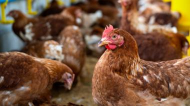 Otro partido bonaerense se suma a los afectados por la gripe aviar