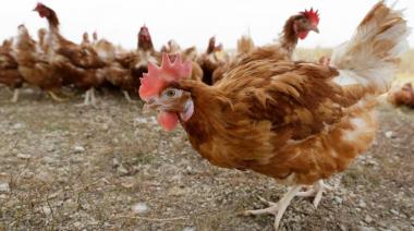 Realizan operativos para prevenir la gripe aviar en zonas de producción avícola