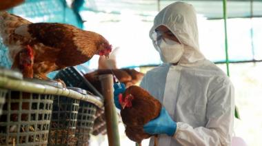 Gripe aviar: ya se registraron 19 focos en la provincia de Buenos Aires