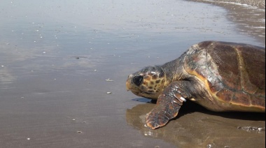 Liberaron a una tortuga cabezona que había quedado atrapada en una red de pesca