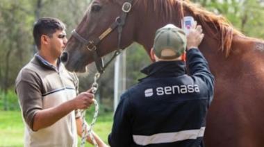 Encefalitis Equina: los municipios bonaerenses afectados llegan a 34