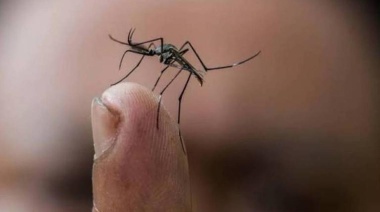 Chikungunya: más de 500 casos en 19 municipios bonaerenses “en brote”