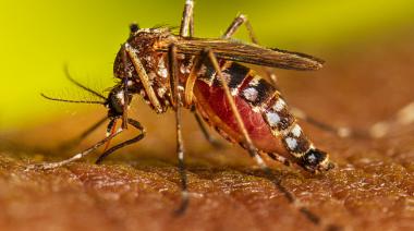 Dengue: ya hay 34 casos importados en la provincia