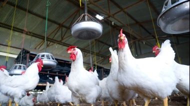 Confirman gripe aviar en la ciudad de Rauch 