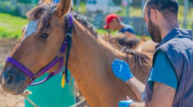 Van tres muertes por Encefalitis Equina y se confirman casos en 19 municipios