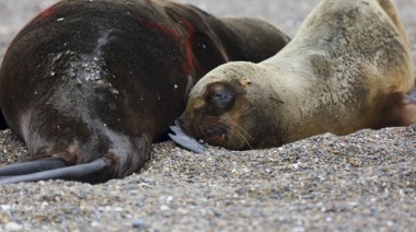 Gripe aviar en lobos marinos: "Si el virus muta va a haber una epidemia"