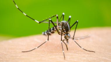 Brote de dengue en 26 municipios bonaerenses: “La curva viene en ascenso y no estamos en el pico de casos”