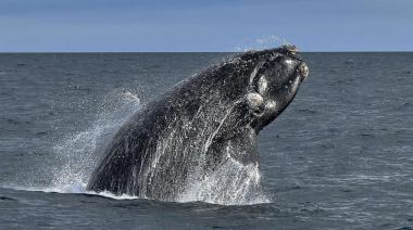 Adviertien la presencia de ballenas en el canal principal del puerto bahiense