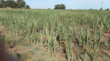 El gobierno bonaerense extendió la emergencia agropecuaria por la sequía