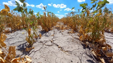 Declaran la emergencia agropecuaria en 12 municipios afectados por la sequía