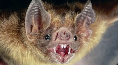 Alarma por un caso de rabia confirmado en un murciélago