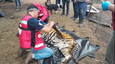 Balcarce: rescatan dos tigres de bengala en un campo