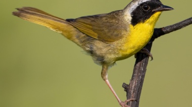 Una nueva especie de ave en el país apareció en Lomas de Zamora
