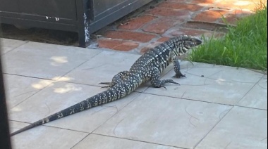Aparecieron lagartos en jardines de Pilar por las altas temperaturas 