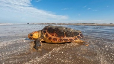 Liberaron a una "tortuga cabezona" que fue atrapada en una red de pesca