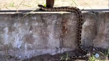 Suspenden clases en escuela de Ostende por la aparición de una serpiente en el patio