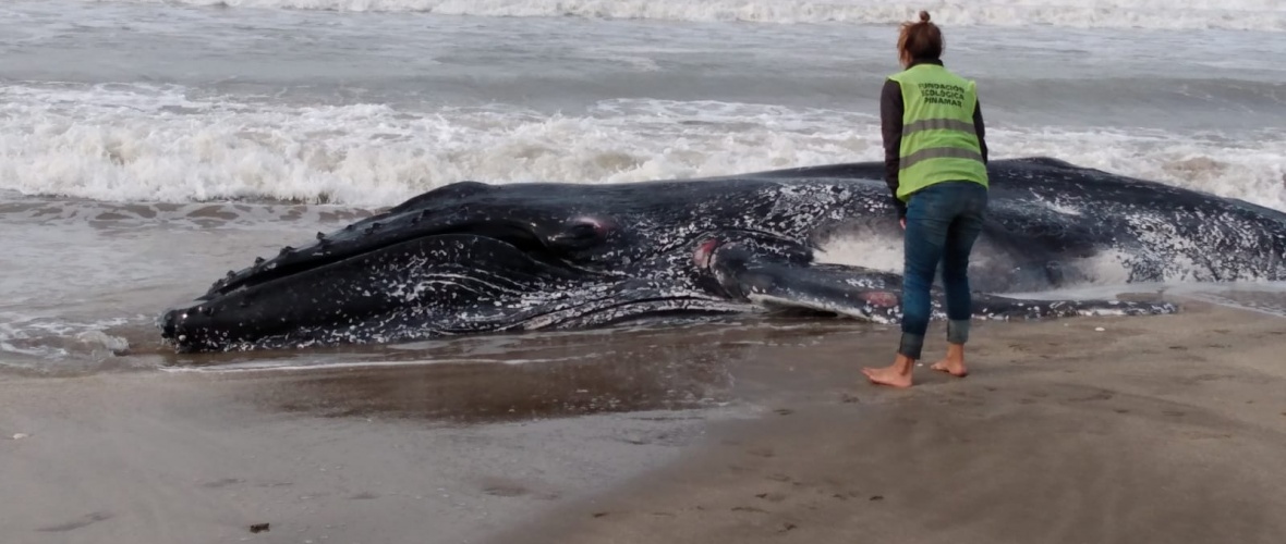 Hayan muerta una ballena en las costas de Pinamar e investigan las causas