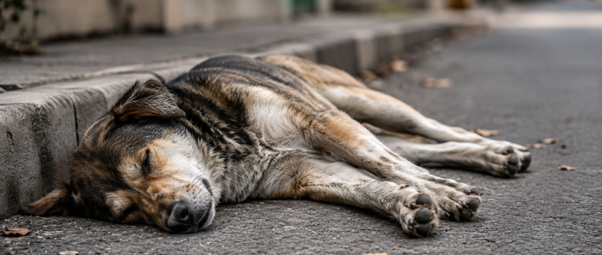 Más de 80 perros murieron envenenados en Bolívar y la investigación sigue abierta