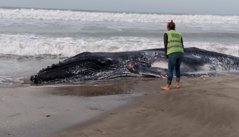 Hallan muerta una ballena en las costas de Pinamar e investigan las causas