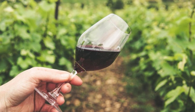 La Ruta del Vino Bonaerense se consolida con experiencias gourmet y paisajes inolvidables