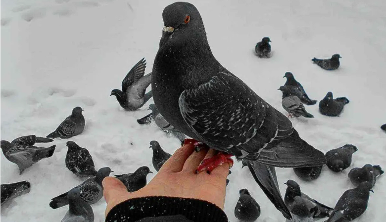 Bahía Blanca busca voluntarios para hacer un censo de palomas