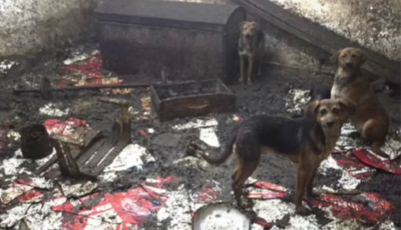 Rescatan a 43 perros en Lanús que vivían hacinados en condiciones extremas