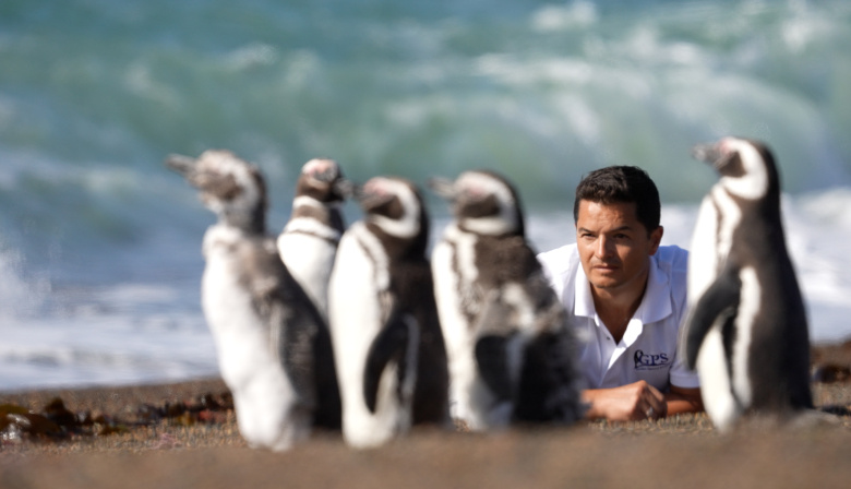 “El Señor de los Pingüinos”: documental sobre Pablo Borboroglu, ganador del "Premio Nobel a la Conservación"