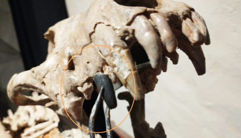 Otro hallazgo en San Pedro: descubren vestigios de un pariente del perro que vivió hace 200 mil años